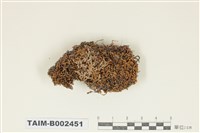 藏品(薄齒苔屬)的圖片